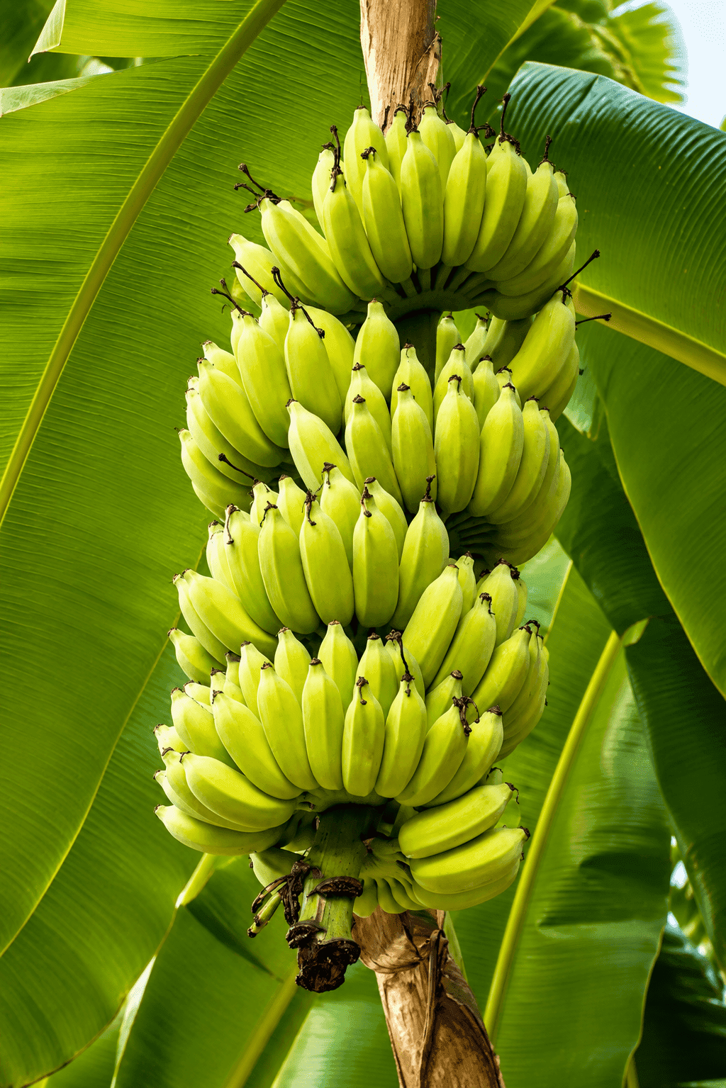 Palayankodan / Mysore Poovan bananas supplied wholesale by BT Banana, Alakode & Nellipara, Kerala