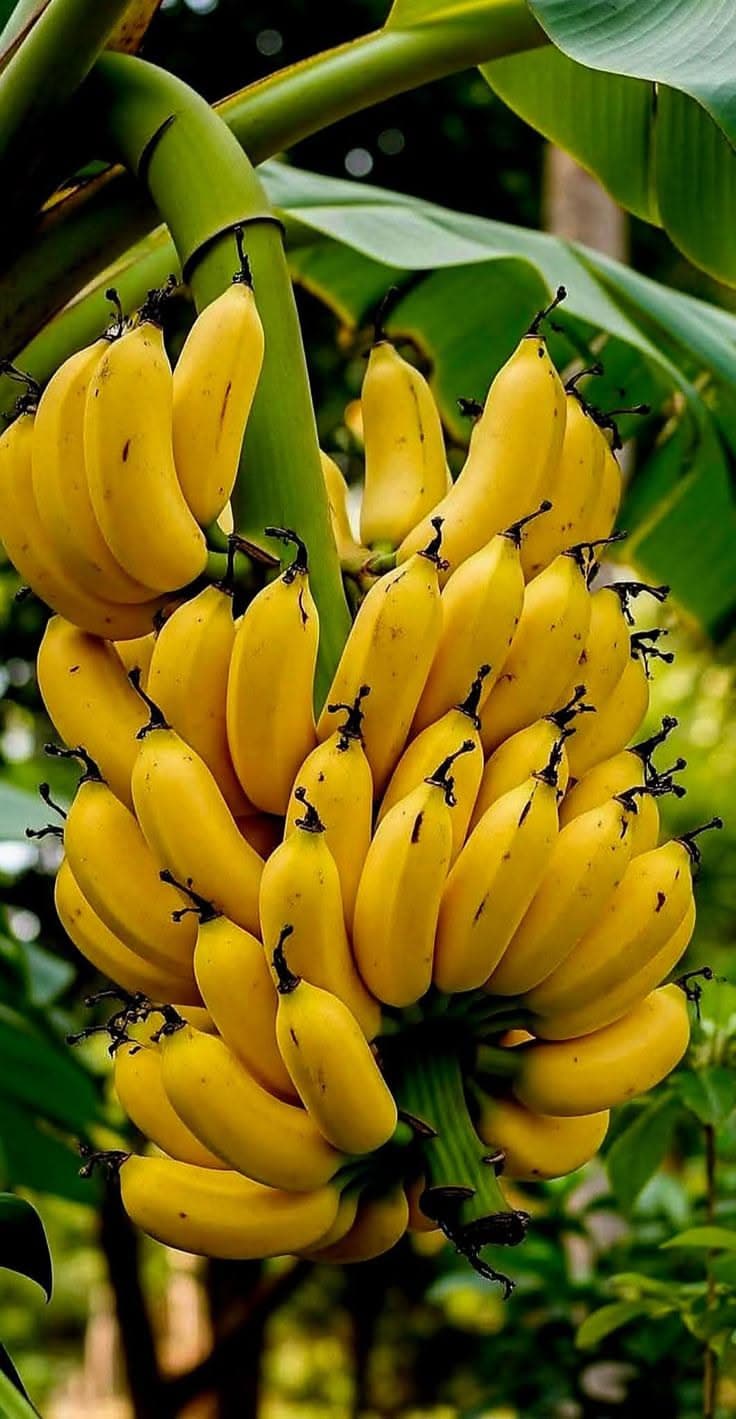 Bananas growing on the plant in Kerala — BT Banana supplies Poovan banana wholesale