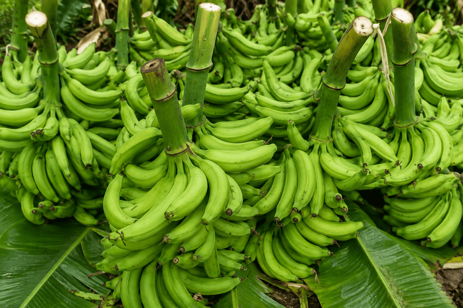 Raw green Nendran bananas for chips wholesale supply by BT Banana Kerala